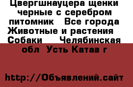 Цвергшнауцера щенки черные с серебром питомник - Все города Животные и растения » Собаки   . Челябинская обл.,Усть-Катав г.